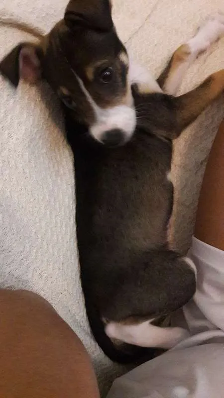 Cachorro raça Vira-lata idade 7 a 11 meses nome Maia