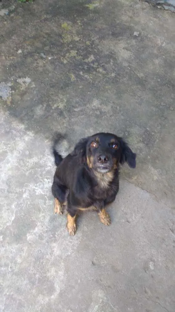 Cachorro raça Sem raça definida idade 2 anos nome Penélope