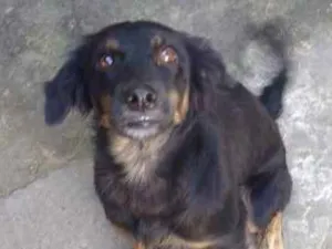 Cachorro raça Sem raça definida idade 2 anos nome Penélope