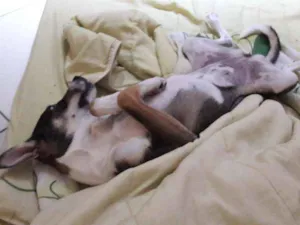 Cachorro raça Vira-lata idade 7 a 11 meses nome Maia