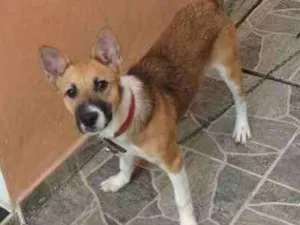 Cachorro raça Vira lada idade 2 a 6 meses nome Pantora