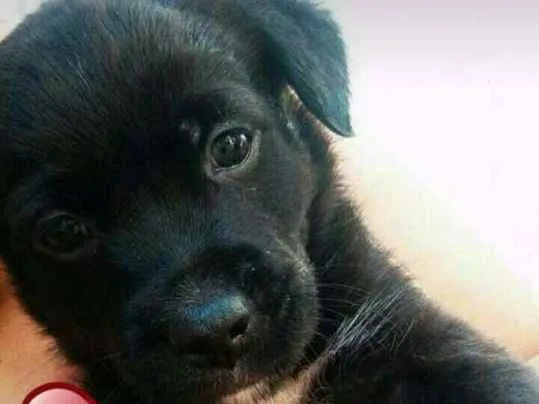 Cachorro ra a SRD idade Abaixo de 2 meses nome Sem nome 