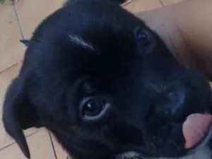 Cachorro raça SRD idade Abaixo de 2 meses nome Sem nome 