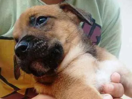 Cachorro ra a SRD idade Abaixo de 2 meses nome Sem nome 