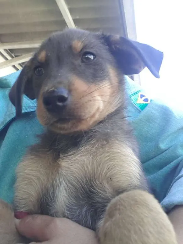 Cachorro raça viralata tudo de bom! idade 2 a 6 meses nome sem nome