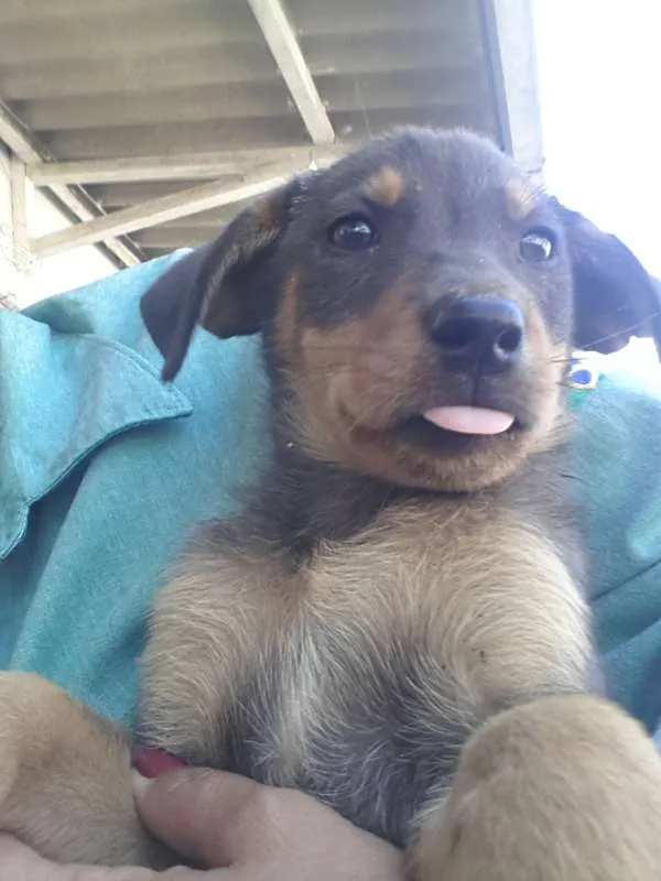 Cachorro raça viralata tudo de bom! idade 2 a 6 meses nome sem nome