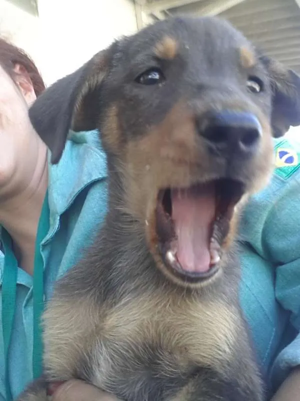 Cachorro raça viralata tudo de bom! idade 2 a 6 meses nome sem nome