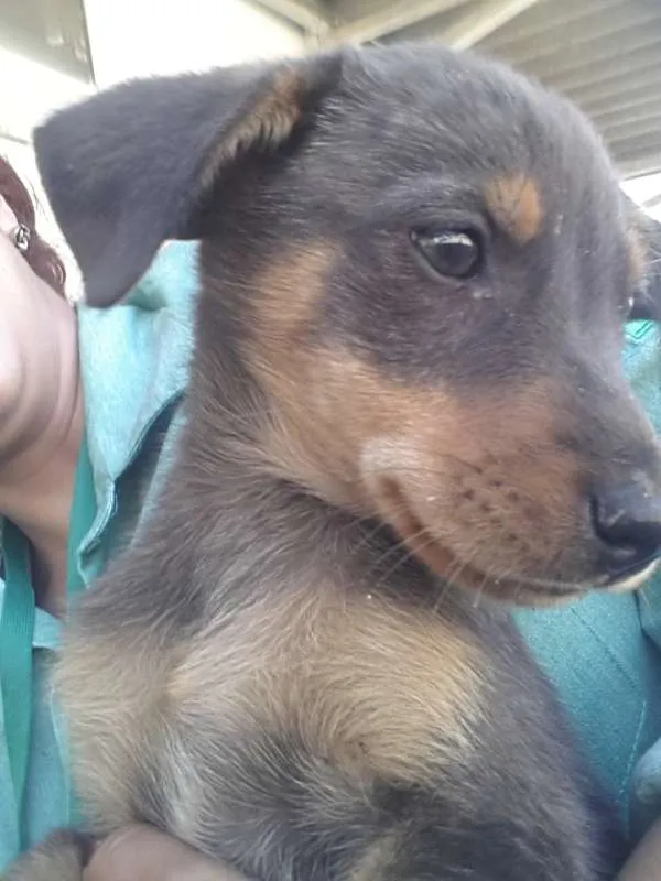 Cachorro raça viralata tudo de bom! idade 2 a 6 meses nome sem nome
