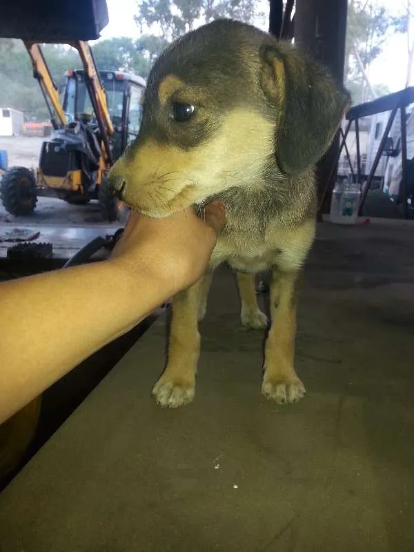 Cachorro raça viralata tudo de bom! idade 2 a 6 meses nome sem nome