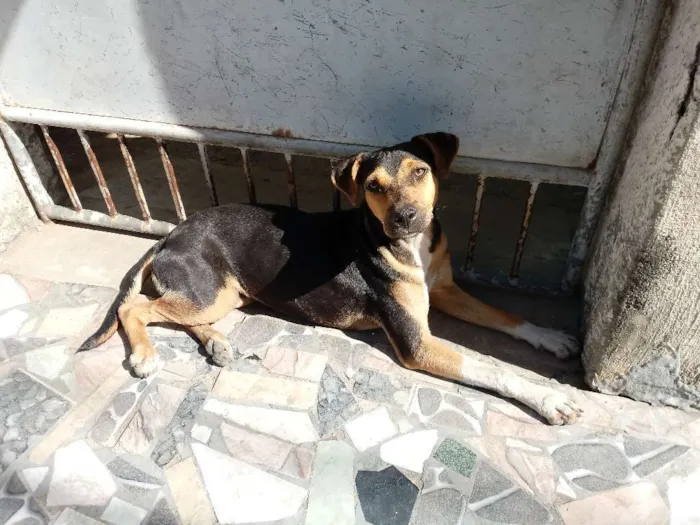 Cachorro ra a Vira lata idade 7 a 11 meses nome Xuxa