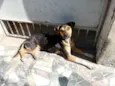 Xuxa