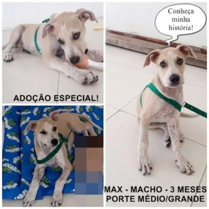 Cachorro ra a srd idade 2 a 6 meses nome Max