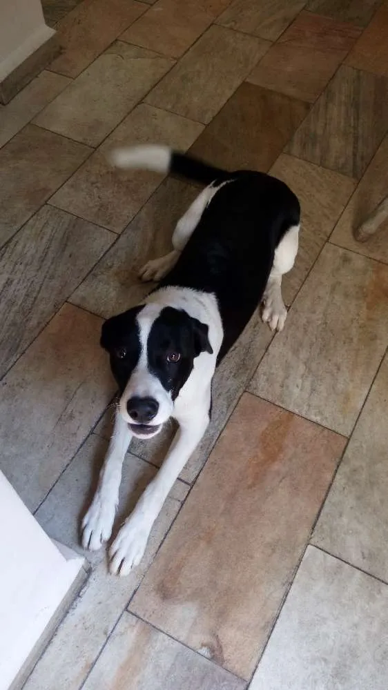 Cachorro ra a SRD idade 7 a 11 meses nome Appa