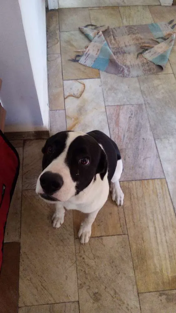 Cachorro ra a SRD idade 7 a 11 meses nome Appa