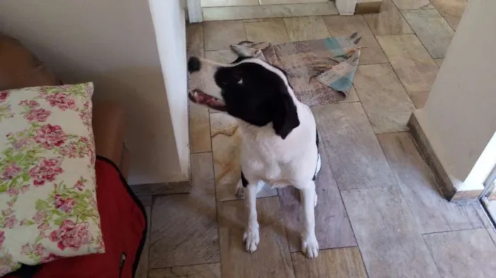 Cachorro ra a SRD idade 7 a 11 meses nome Appa