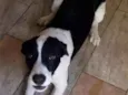 Appa