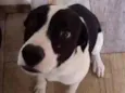 Appa
