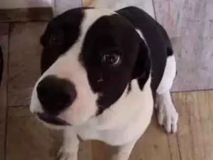 Cachorro raça SRD idade 7 a 11 meses nome Appa