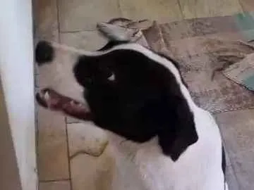 Cachorro ra a SRD idade 7 a 11 meses nome Appa