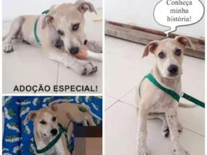 Cachorro raça srd idade 2 a 6 meses nome Max