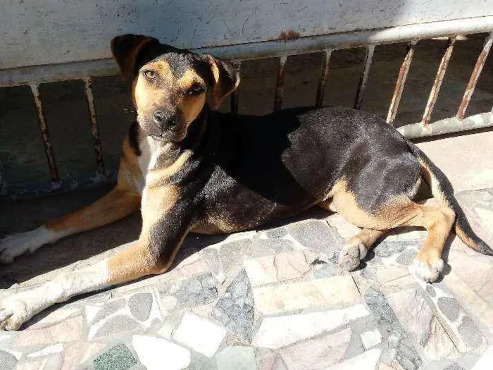 Cachorro ra a Vira lata idade 7 a 11 meses nome Xuxa