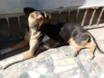 Xuxa