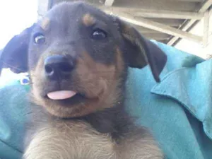 Cachorro raça viralata tudo de bom! idade 2 a 6 meses nome sem nome