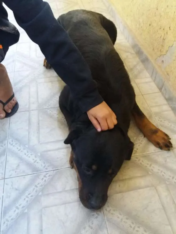 Cachorro ra a Rottweiler idade 3 anos nome Belinha