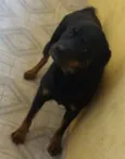 Belinha