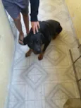 Belinha