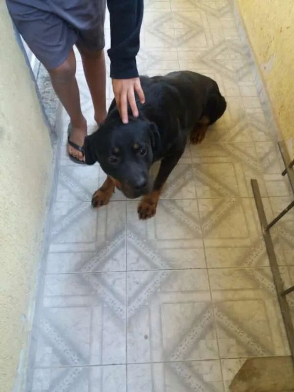 Cachorro ra a Rottweiler idade 3 anos nome Belinha