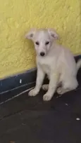 FILHOTE ADOÇÃO