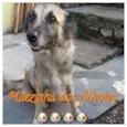 FILHOTE ADOÇÃO
