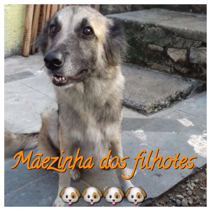 Cachorro raça Misturado (pastor e SRD) idade 2 a 6 meses nome FILHOTE ADOÇÃO
