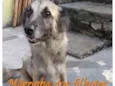 FILHOTE ADOÇÃO