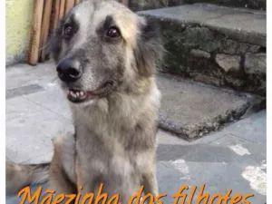 Cachorro raça Misturado (pastor e SRD) idade 2 a 6 meses nome FILHOTE ADOÇÃO