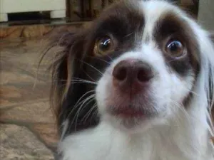 Cachorro raça SRD idade 3 anos nome Kevin