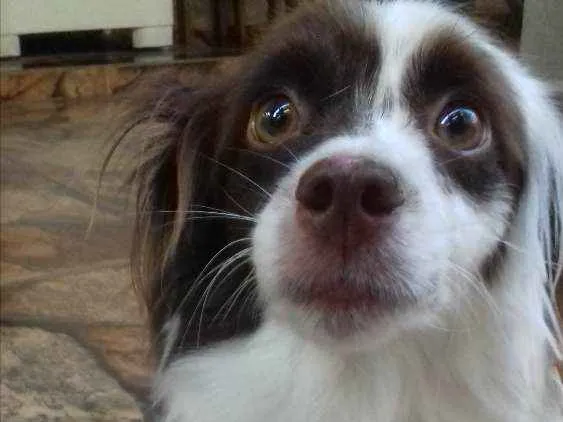 Cachorro ra a SRD idade 3 anos nome Kevin