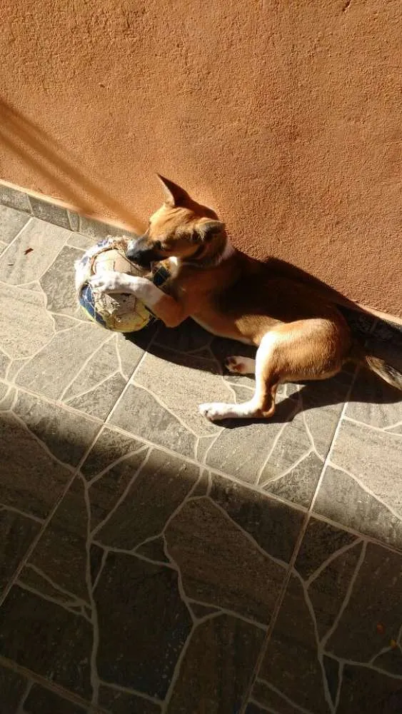 Cachorro ra a Vira lada idade 2 a 6 meses nome Pantora