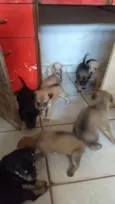 Cachorro