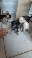 Cachorro
