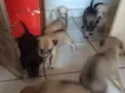 Cachorro