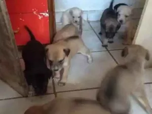 Cachorro raça Vira lata idade Abaixo de 2 meses nome Cachorro