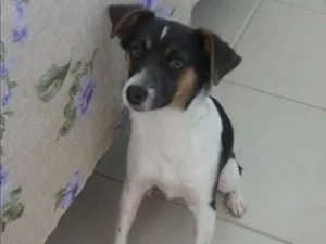 Cachorro raça vira lata idade 7 a 11 meses nome Spike