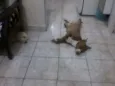 igor