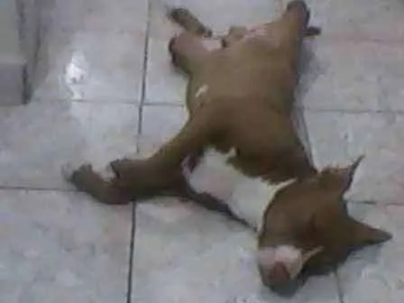 Cachorro ra a Pit-Bull idade 3 anos nome igor