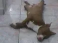 igor