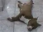 Cachorro raça Pit-Bull idade 3 anos nome igor
