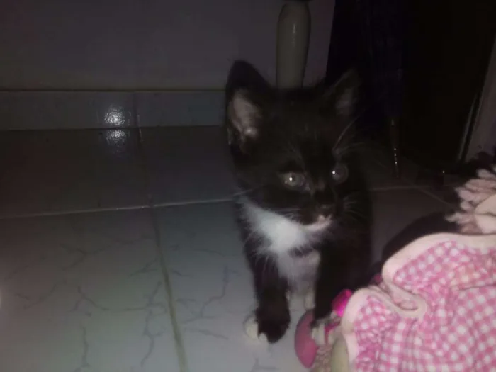 Gato raça  idade Abaixo de 2 meses nome SEM NOME