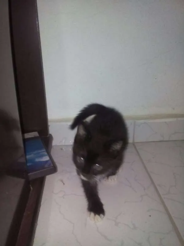 Gato raça  idade Abaixo de 2 meses nome SEM NOME